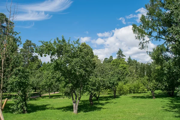 Parkta güneşli bir yaz günü.