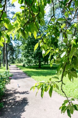 Elma ağacı üzerinde yeşil elma.