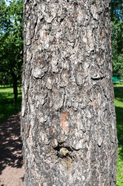 Güçlü çam ağacı.