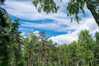 Mavi Gökyüzü bulutlu bir yaz gününde orman üzerinde.