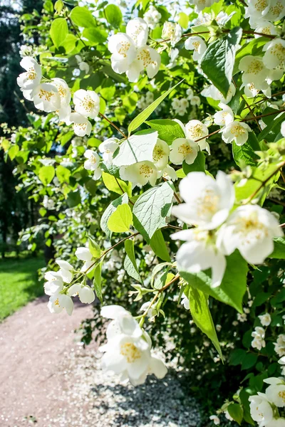 Floreciente Bush de Jasmine en el verano . —  Fotos de Stock