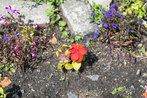 Маленький красный цветок . — стоковое фото
