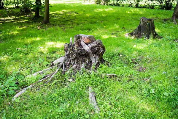 Gammal stubbe i skogen. — Stockfoto