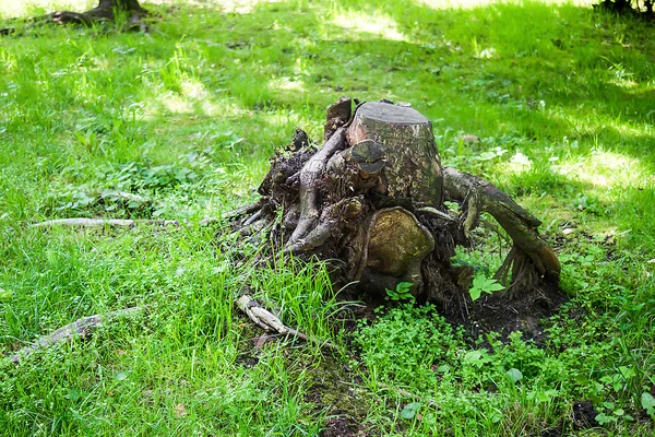 Παλιό κούτσουρο στο δάσος. — Φωτογραφία Αρχείου