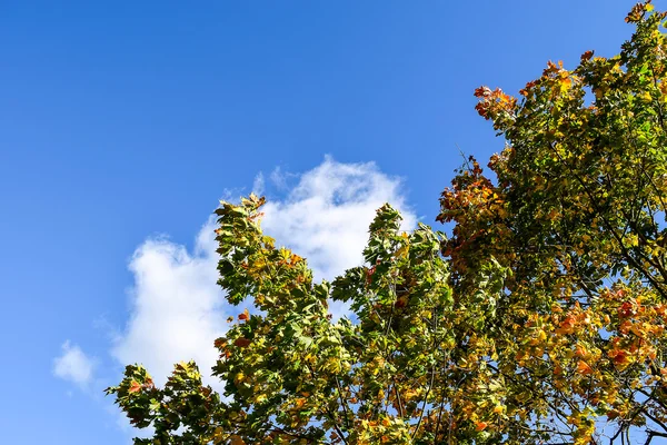 Otoño de oro en San Petersburgo . —  Fotos de Stock