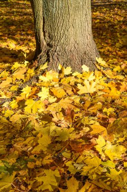 Altın Sonbahar. Sonbahar zaman. Akça ağaç.