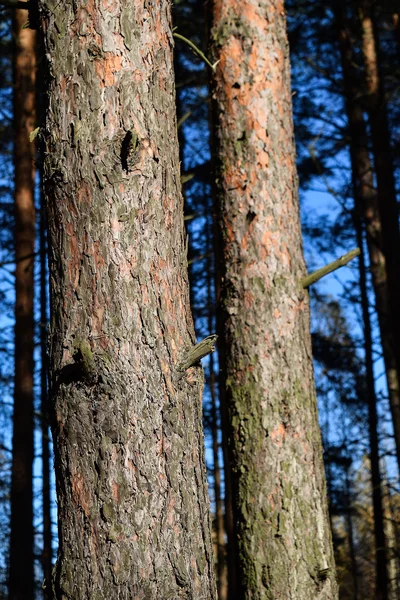 Dois pinheiros na floresta de outono . — Fotografia de Stock