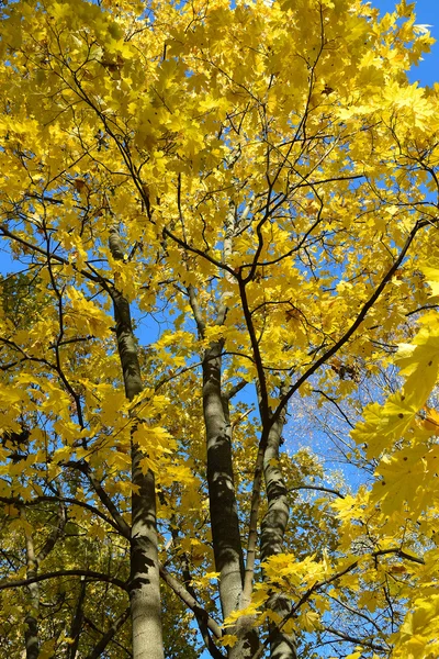 Χρυσή φθινόπωρο. Φθινόπωρο εποχή. Δέντρο σφενδάμνου. — Φωτογραφία Αρχείου