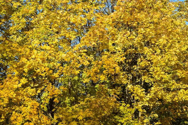 Outono dourado. Hora do Outono. Árvore . — Fotografia de Stock