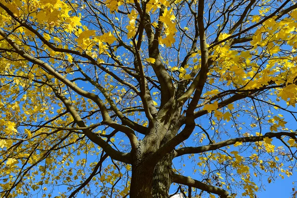 Altın Sonbahar. Sonbahar zaman. Akça ağaç. — Stok fotoğraf