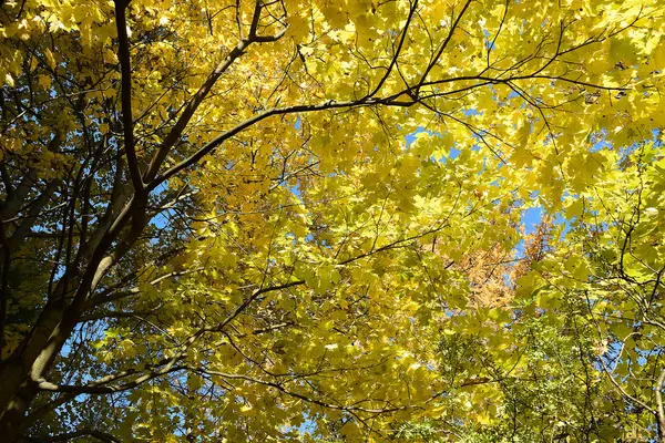 Χρυσή φθινόπωρο. Φθινόπωρο εποχή. Δέντρο σφενδάμνου. — Φωτογραφία Αρχείου