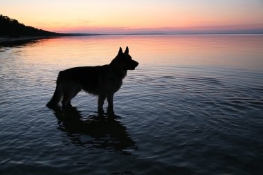 Akşam göle köpek