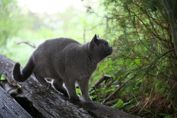 Scottish blue cat hunts — Stock Photo, Image