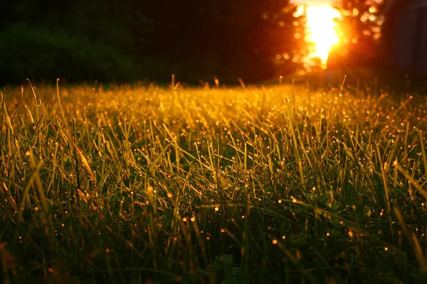 Nascer do sol no prado . — Fotografia de Stock