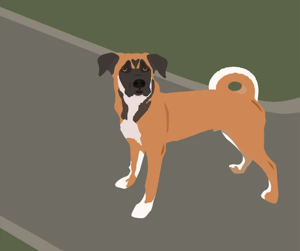 Platt Illustration Härlig Hund Promenad — Stock vektor