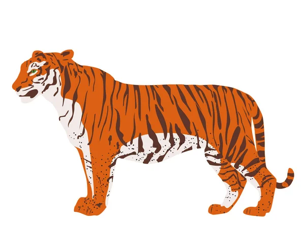 Tigre Isolé Debout Fond Blanc — Image vectorielle