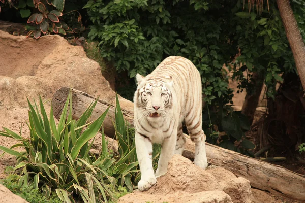 White tiger — Stock Photo, Image