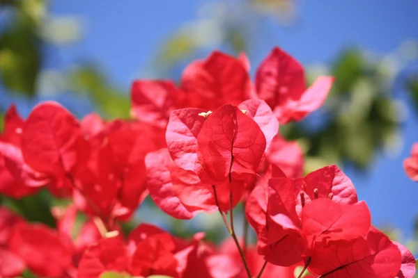 Red leaves — Stock Photo, Image