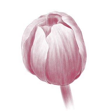 Beyaz arka plan görünümünde yumurtadan çıkan doğrusal lale çiçeği tasviri