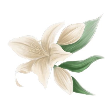 Çiçek ve zambak tomurcukları.