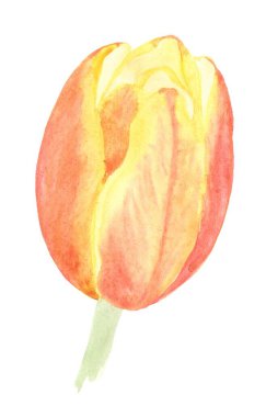 Suluboya lale çiçeği sarı kırmızı renk