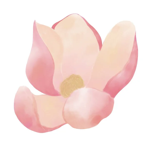Delicate Illustration Magnolia Flower Top View Open Bud Pink Beige — Stock Photo, Image