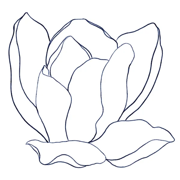 Contour Illustration Blooming Magnolia Flower Bud Coloring White Background — Stock Photo, Image