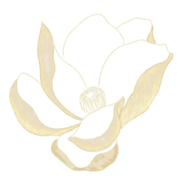Lysande Guld Illustration Magnolia Blomma Med Kläckning Vit Bakgrund — Stockfoto