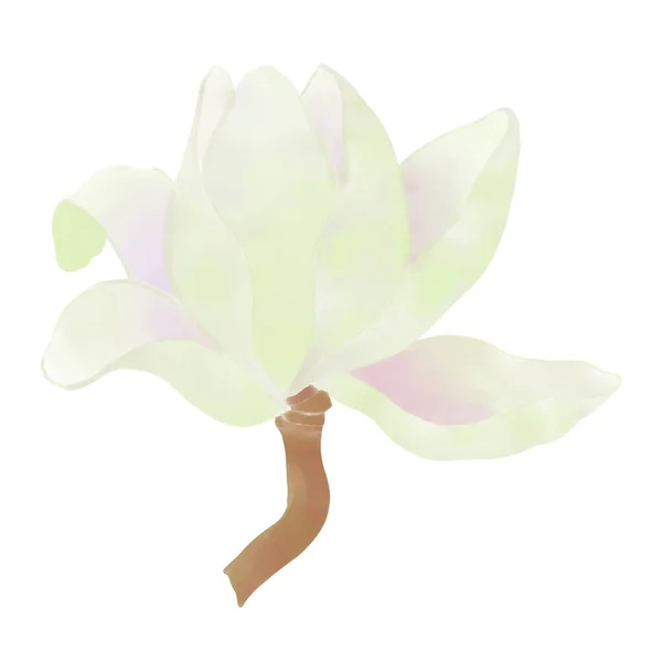 Uma Delicada Flor Magnólia Branca Ramo Elemento Isolado — Fotografia de Stock