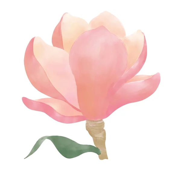 Ilustração Brilhante Uma Flor Magnólia Galho Com Uma Folha Rosa — Fotografia de Stock