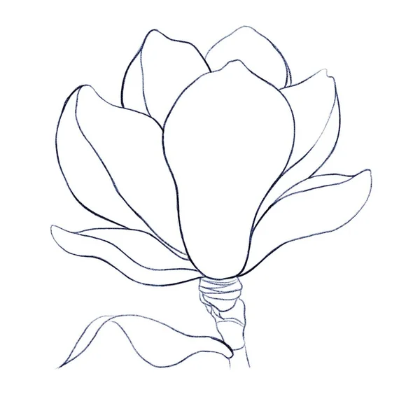 葉を持つマグノリアの花の着色 白い背景のサイドビュー 孤立した図面 — ストック写真