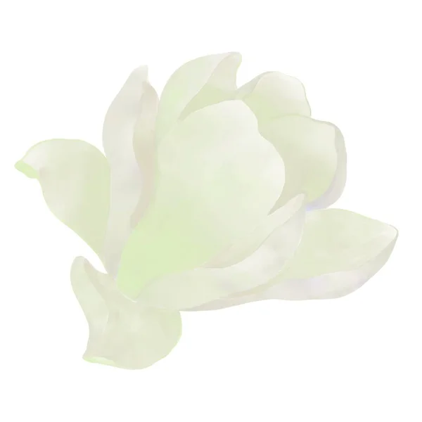 Beyaz Manolya Kenar Görüş Beyaz Arkaplanda Izole Edilmiş Çiçek — Stok fotoğraf