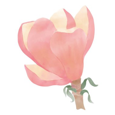 Bud, dallı pembe manolya, yapraklı, resimli, beyaz arkaplanda dijital resim