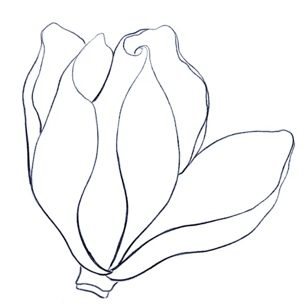 Zarys Rysunku Pąka Magnolii Białym Tle — Zdjęcie stockowe