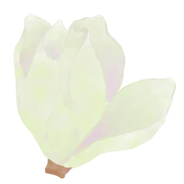 Blooming White Magnolia Bud Purple Gradient White Background — Stock Photo, Image