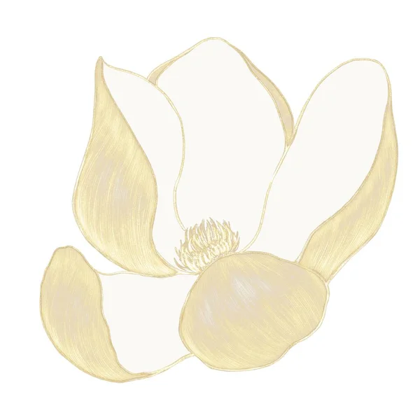 Illustration Blommande Magnolia Blomma Guld Linje Kläckning Lysande Illustration — Stockfoto