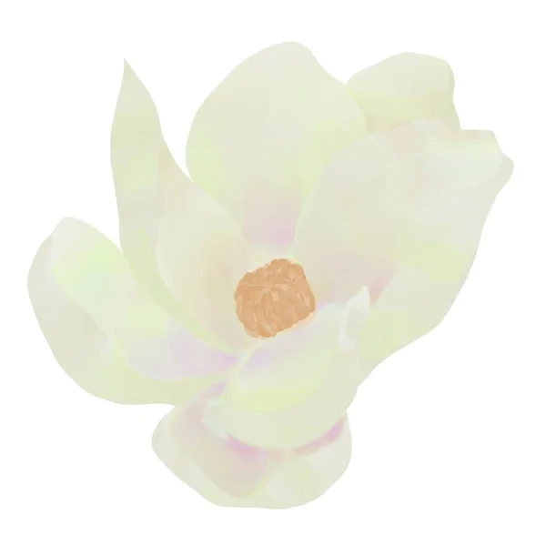 Magnolia Flower White Purple Tint White Background Isolated Element Carving — Stock Photo, Image