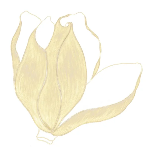 Opening Flower Bud Magnolia Illustration Gold Color Hatching Isolated Element — Stock Photo, Image