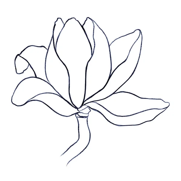 Illustration Schématique Livre Coloriage Magnolia Vue Côté Sur Fond Blanc — Photo