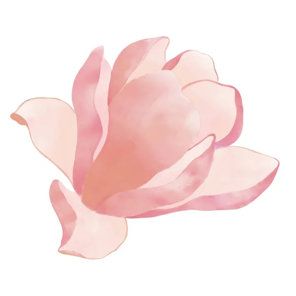Beyaz Arkaplanlı Pembe Bej Bir Manolya Çiçeğinin Canlı Bir Çizimi — Stok fotoğraf