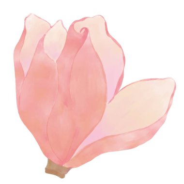 Açılmış çiçek tomurcuğu, beyaz arka plan izole elementi üzerinde pembe manolya