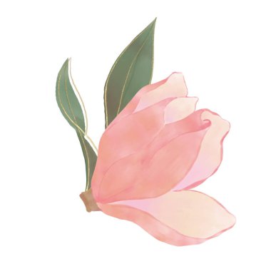 Yeşil yapraklı pembe manolya çiçeği tomurcuğu ve dekorasyon için altın kaplama