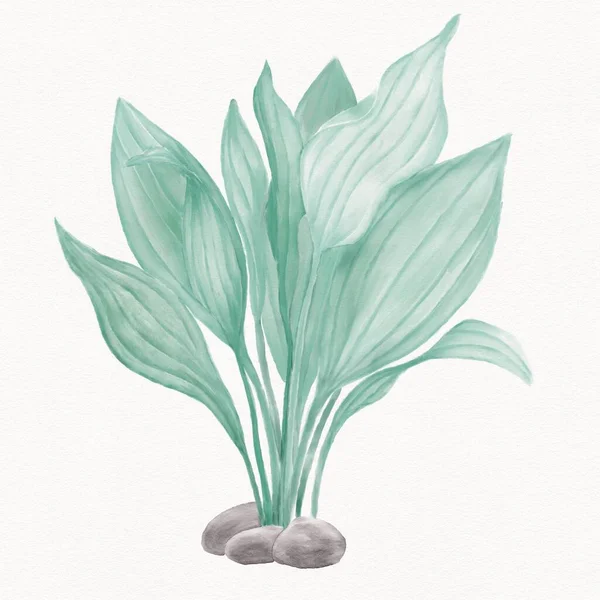 Gröna Blad Alger Vit Bakgrund Akvarell Illustration Turkos Färg — Stockfoto