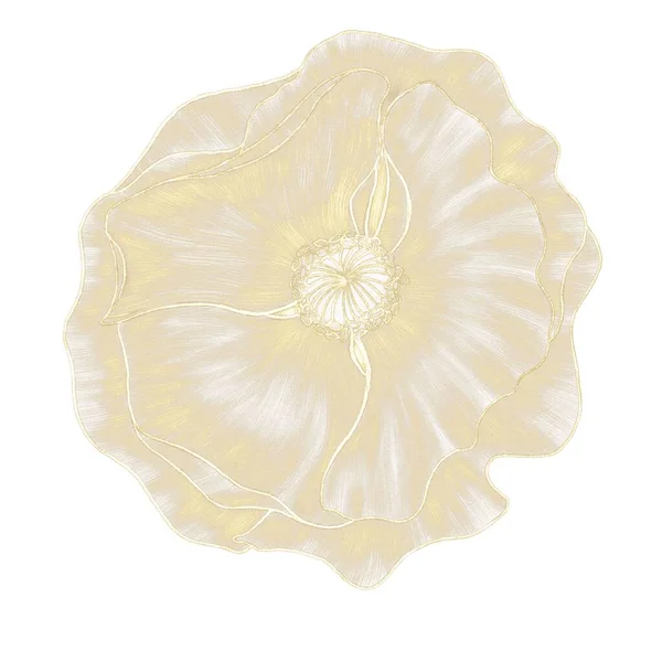 Illustration Décorative Dorée Bourgeon Une Fleur Pavot Sur Fond Blanc — Photo