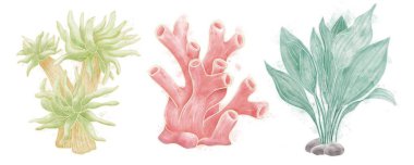 Yeşil ve kırmızı renkli beyaz bir zemin üzerinde mercan ve alglerin parlak suluboya çizimleri