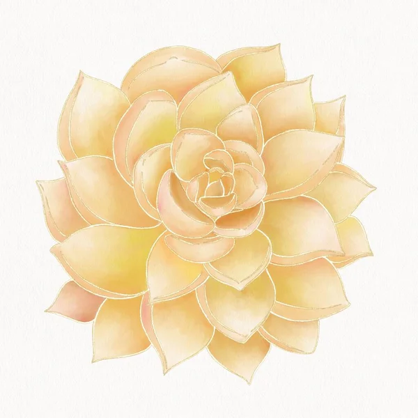 Illustrazione Fiore Succulento Arancione Con Gradiente Giallo Uno Sfondo Bianco — Foto Stock