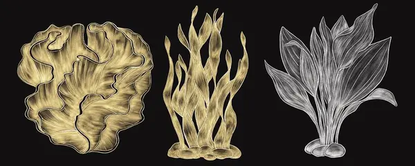 Водорості Корали Декоративні Вилуплені Ілюстрації Золоті Сріблі Чорному Тлі — стокове фото