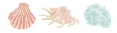 A set of watercolor illustrations of seashells, coral, beige and turquoise colors on a white background-isolated element