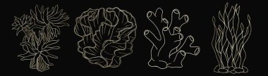Contour, decorative, gold illustrations of algae and corals on a black background