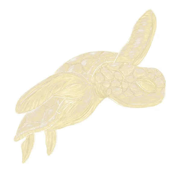 Gold Hatched Decorative Illustration Turtle White Background — Stockfoto